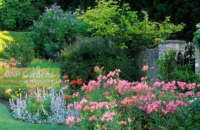 Mixed border with Alstroemeria 'Ligtu Hybrids', Phalaris arundinacea var. picta, Heuchera and Polemonium - Clare College, Cambridge