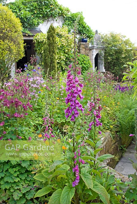 Raised border with cottage garden plants including Aquilegia, Meconopsis cambrica and Digitalis purpurea with path leading to Indian doorway of a garden feature affectionately called the 'Taj' - Montford Cottage, Lancashire 