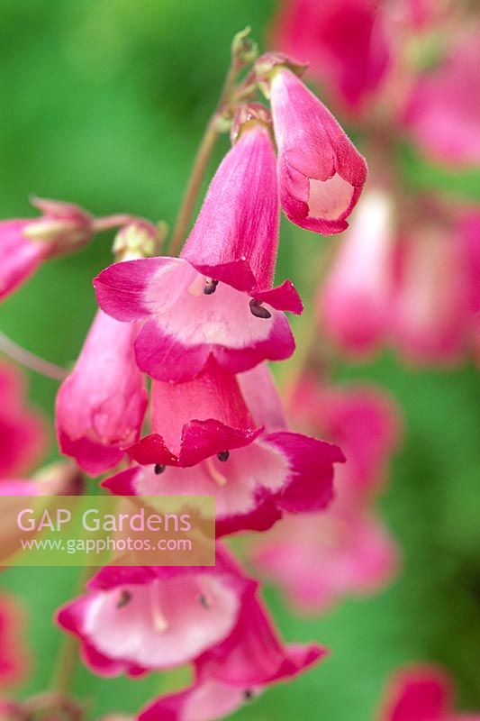 Penstemon 'Pensham Amelia Jane'