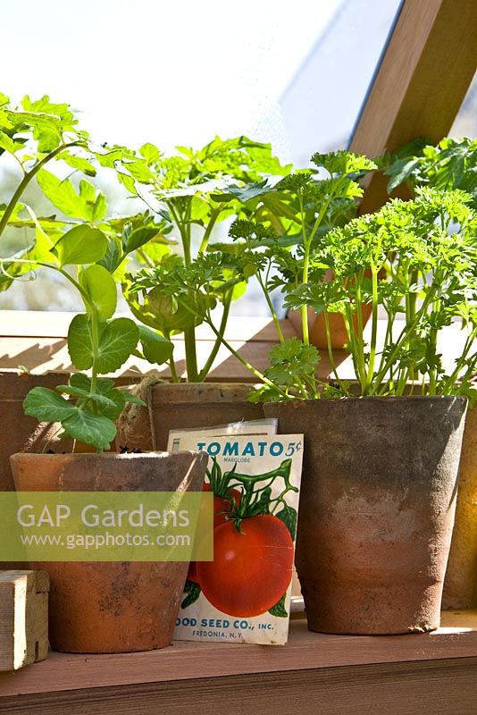 Parsely, peas and tomatoes growing in pots on a greenhouse shelf - Chelsea Flower Show 2009