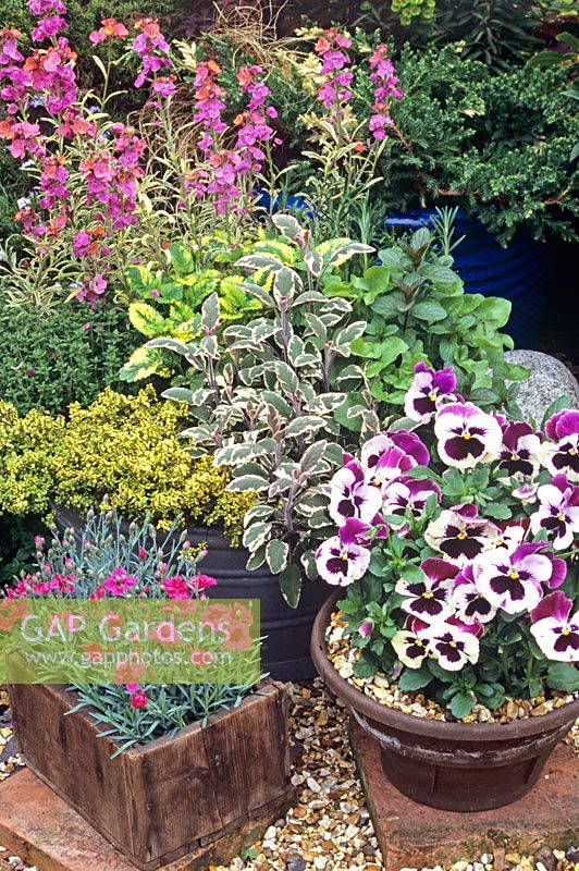 Herbs and cottage garden favourites growing in recycled containers - Erysimum 'Cotswold Gem', Dianthus with culinary sage, thyme, mint, variegated lemon balm and buckler leaved sorrel