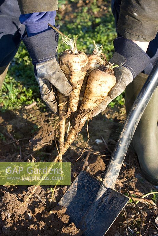 Lifting Parsnips