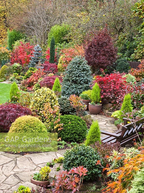 Acers and deciduous trees and shrubs grown for their foliage, showing stunning autumnal tints and hues with wide variety of evergreens and conifers around patio - Four Seasons Garden NGS, Walsall, Staffordshire 