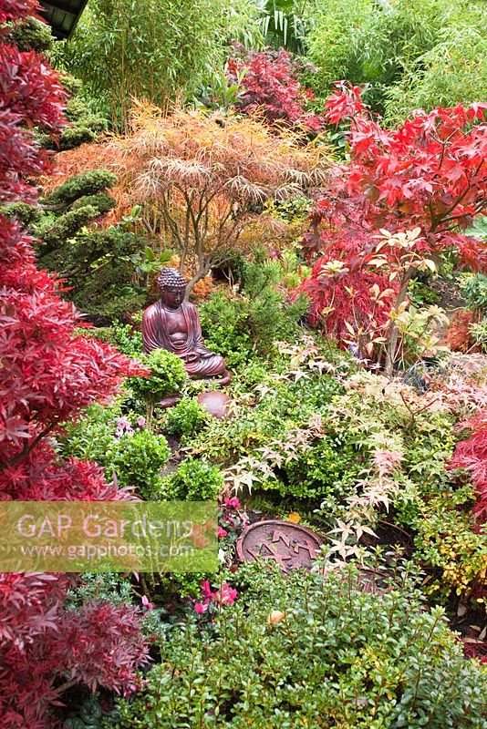 Japanese style garden with Acers, many evergreens, conifers, deciduous trees and shrubs grown for their foliage, showing stunning autumnal tints and hues - Four Seasons Garden NGS, Walsall, Staffordshire 