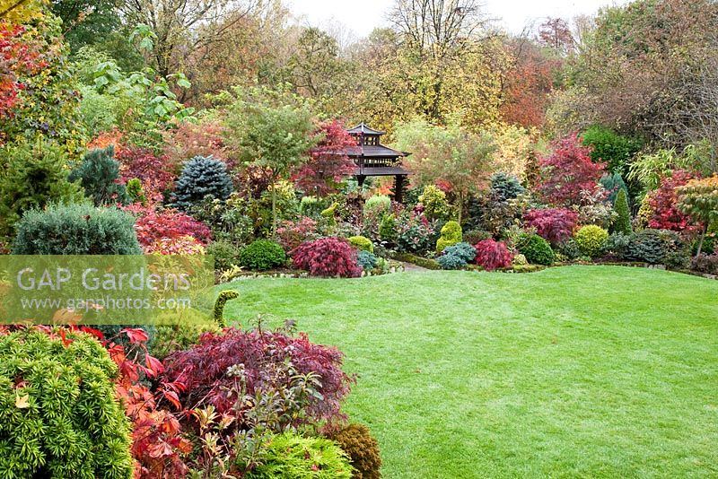 Acers and deciduous trees and shrubs grown for their foliage, showing stunning autumnal tints and hues with wide variety of evergreens and conifers, view to Pagoda - Four Seasons Garden NGS, Walsall, Staffordshire 