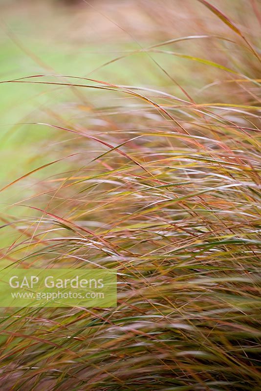 Anemanthele lessoniana- Pheasant Grass