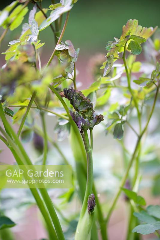 Emerging Thalictrum 'Elin' in Spring