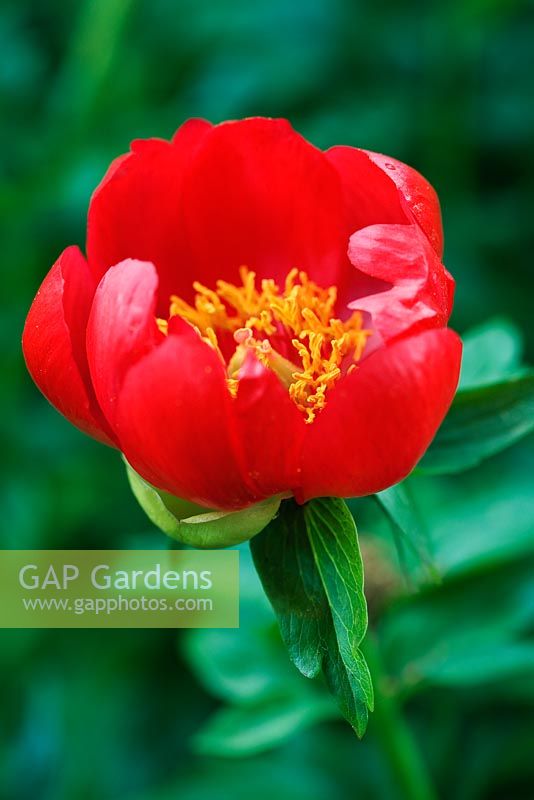 Paeonia peregrina 'Otto Froebel' - Peony