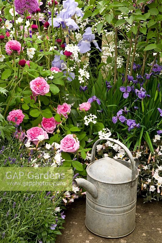 Flowerbed with Iris 'Jane Phillips and Rosa 'Gertrude Jekyll' with watering can in foreground