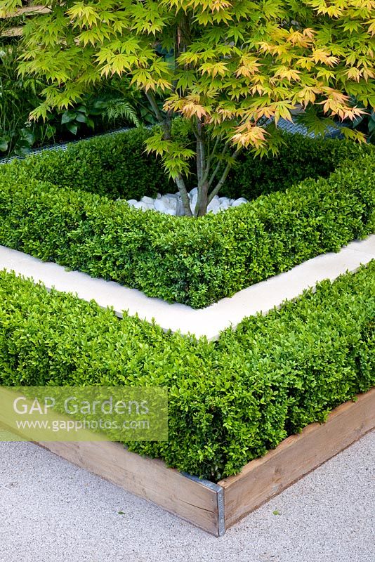 Acer palmatum 'Kogane-nishiki' surrounded by hedges of clipped Buxus - The Eco Chic Garden, sponsored by Helios - Gold medal winner for Best Urban Garden at RHS Chelsea Flower Show 2009