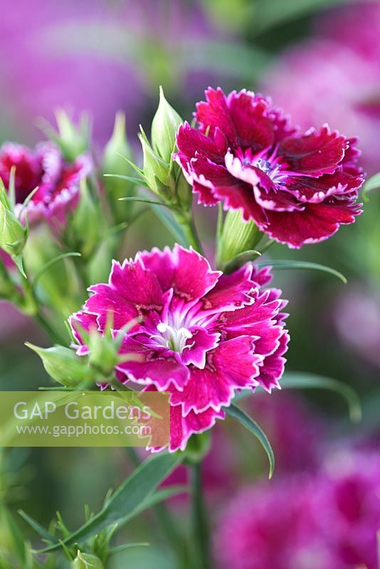 Dianthus