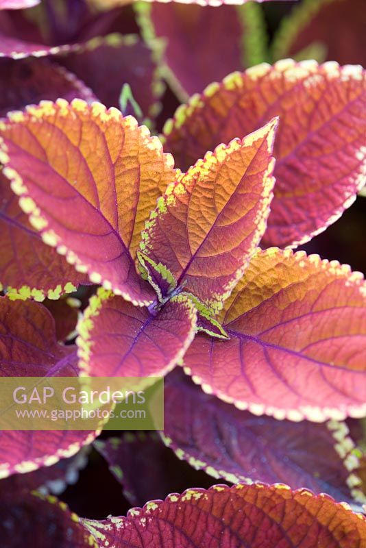 Solenostemon scutellarioides 'Trusty Rusty'