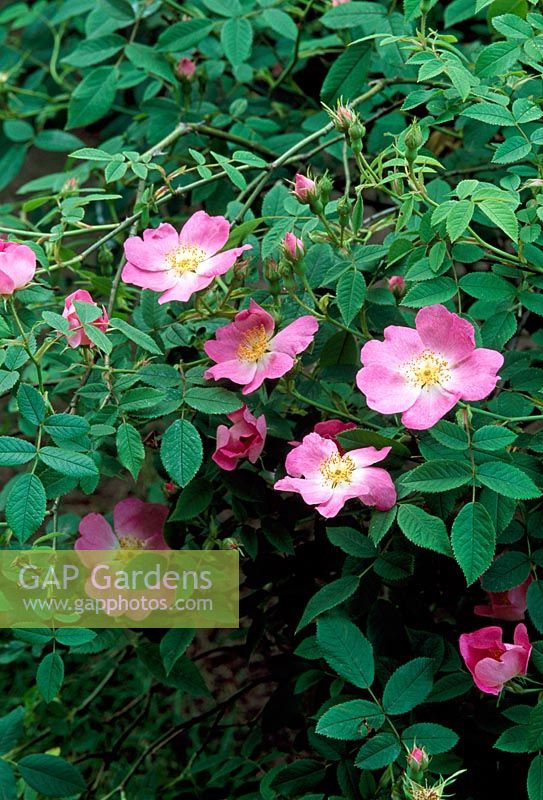 Rosa canina 'Andersonii'