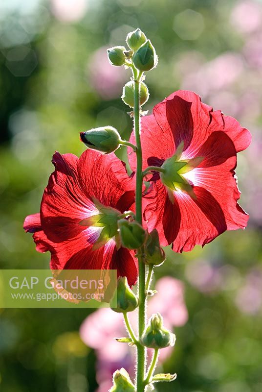 Alcea rosea - Wild Rose Cottage, Lode, Cambridge