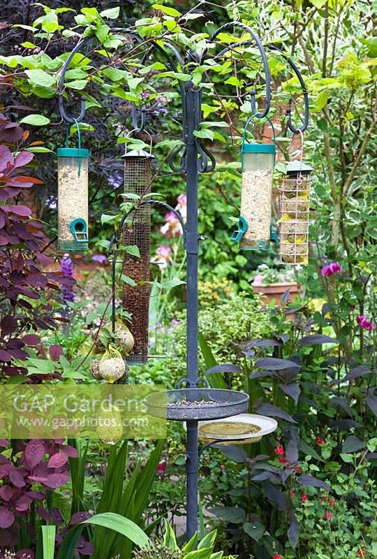 Bird feeders in early summer - Dorset House NGS, Staffordshire 