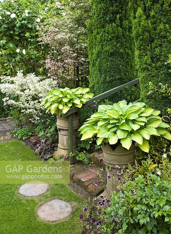 Hosta in twin pots in early summer at Dorset House NGS, Staffordshire 