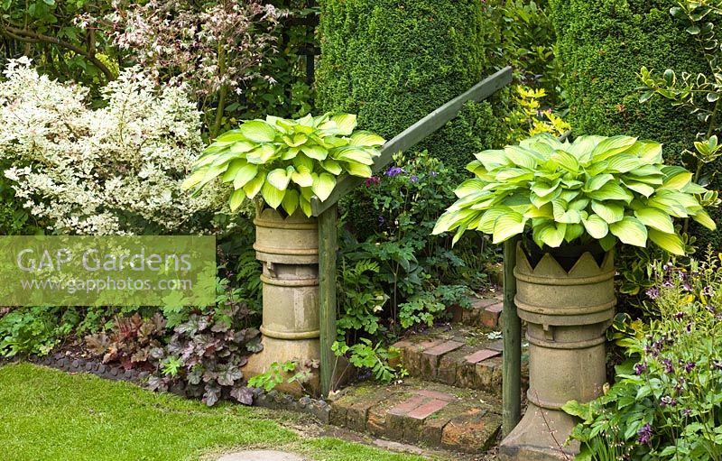 Hosta 'Gold Standard' in twin pots in early summer at Dorset House NGS, Staffordshire