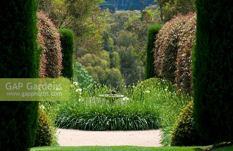 Circular island bed, Agapanthus in bud and clipped Syzigum - The Garden Vineyard, Victoria, Australia 