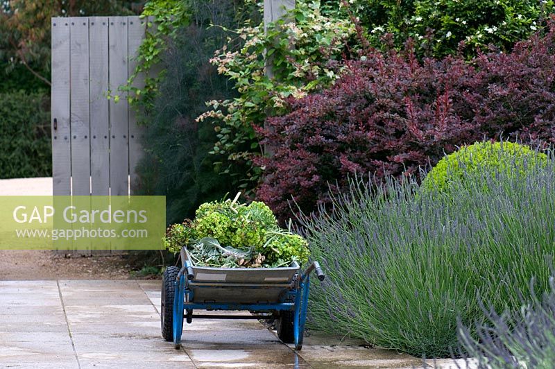 Courtyard garden with Lavandula, Cotinus and wheelbarrow - The Garden Vineyard, Victoria, Australia