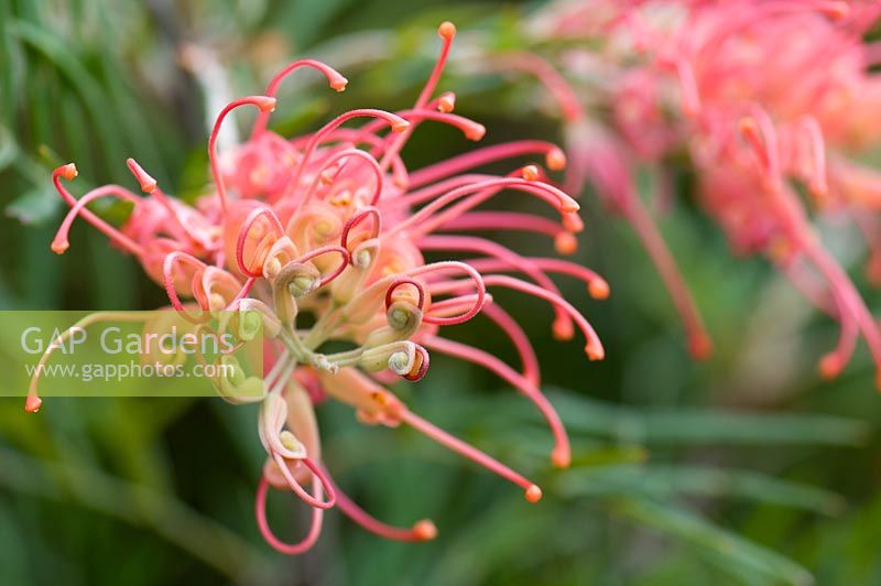 Grevillea 'Mason's Hybrid' - Cranbourne Botanical Gardens, Australia