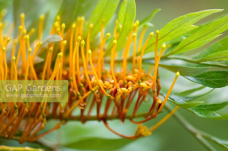 Grevillea robusta 'Silky Oak' - Melbourne Botanic Gardens, Australia 