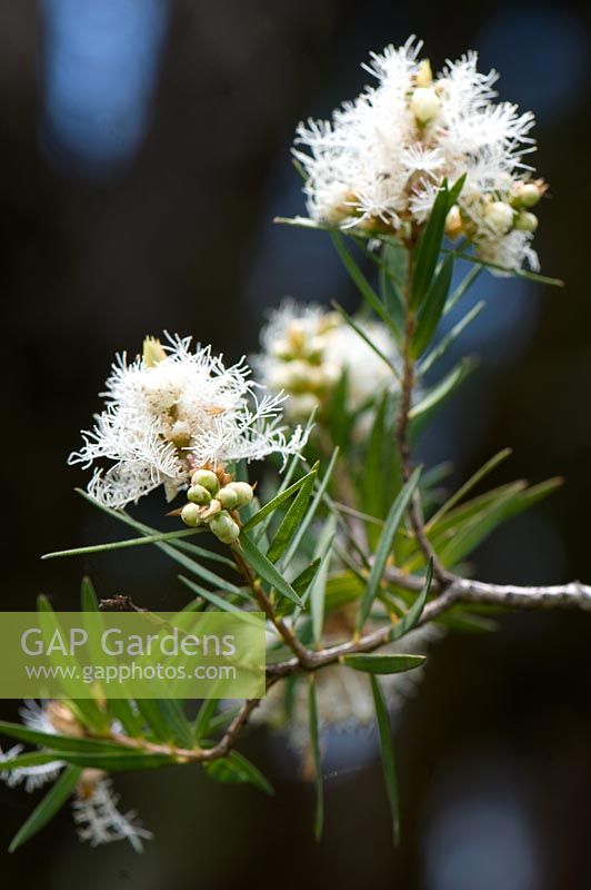 Melaleuca linariifolia - Melbourne Botanic Gardens, Australia