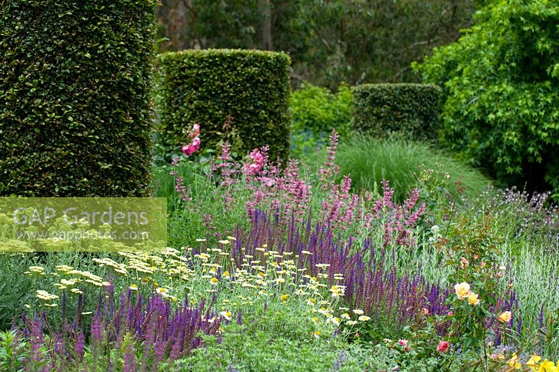Mixed herbaceous border with Salvia, Achillea and clipped Syzigum australe - The Garden Vineyard. Australia 