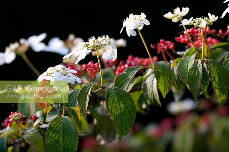 The flowers and berries of Viburnum plicatum 'Elizabeth Bullivant'