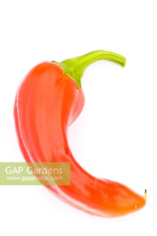 Capsicum - Chilli