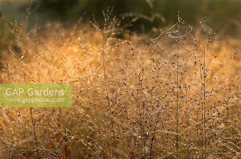 Panicum virgatum 'Rehbraun' with dew in autumn at Piet Oudolf's garden, Hummelo, The Netherlands