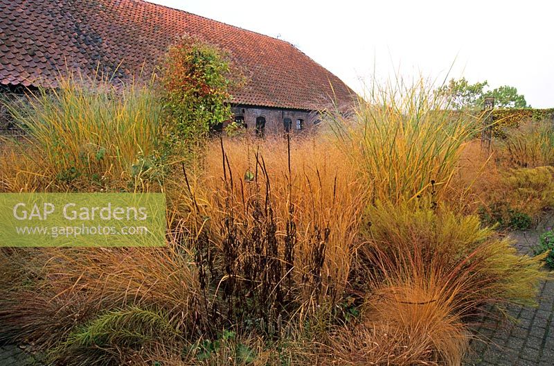 Panicum virgatum 'Rehbraun', Panicum virgatum 'Shenandoah' Panicum virgatum 'Cloud Nine' with seedheads of perennials in Piet Oudolf's garden, Hummelo, The Netherlands