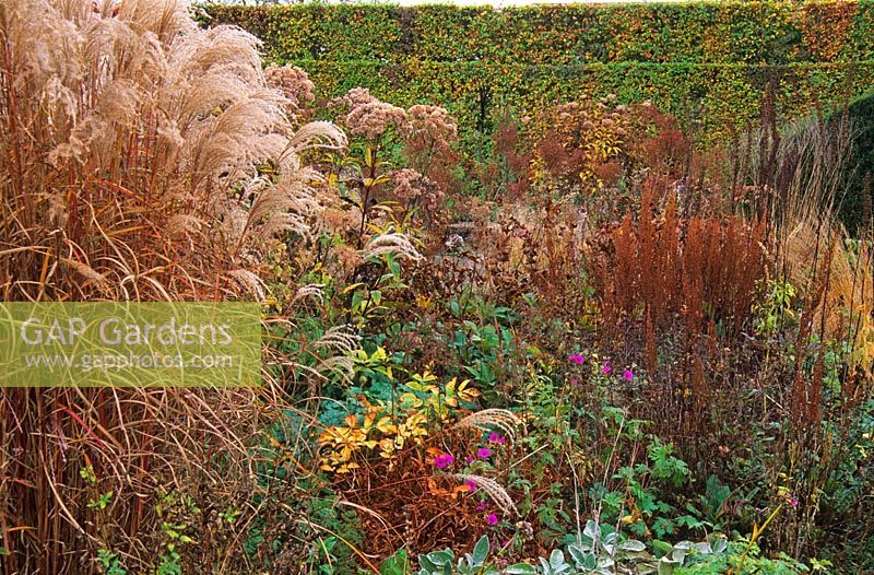 Seedheads and Autumn foliage of grasses and perennials including Miscanthus sinensis, Deschampsia, Eupatorium, Astilbe and Actaea in Piet Oudolf's garden, Hummelo, The Netherlands