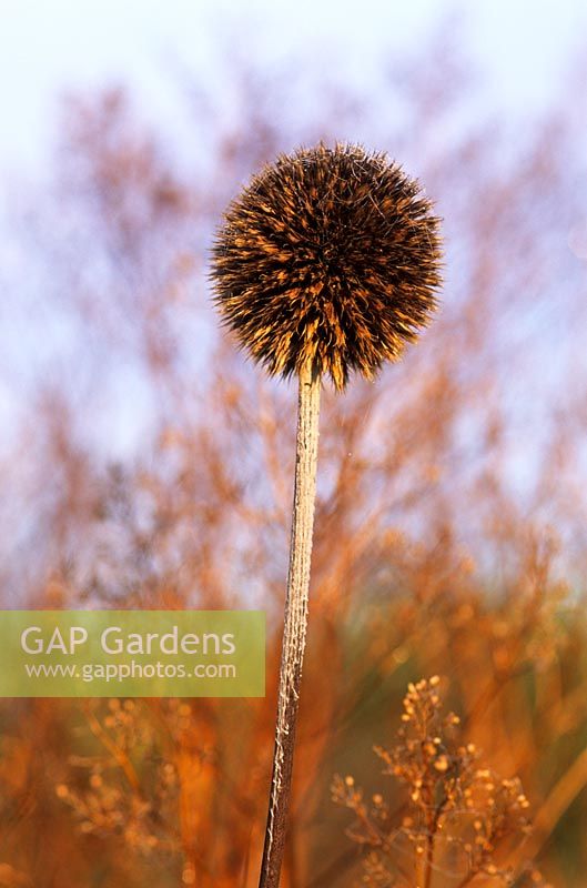 Echinops sphaerocephalus seedhead in Autumn at Piet Oudolf's garden, Hummelo, The Netherlands