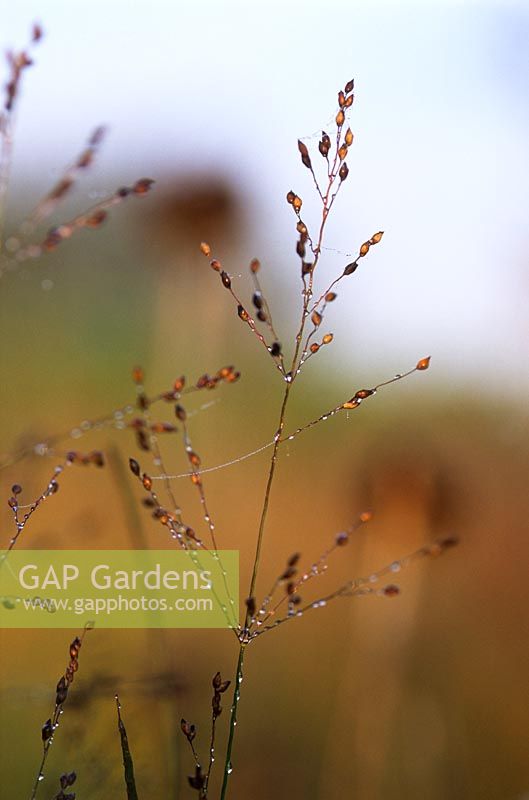 Panicum virgatum 'Heavy Metal' seedheads with dew in Piet Oudolf's garden, Hummelo, The Netherlands