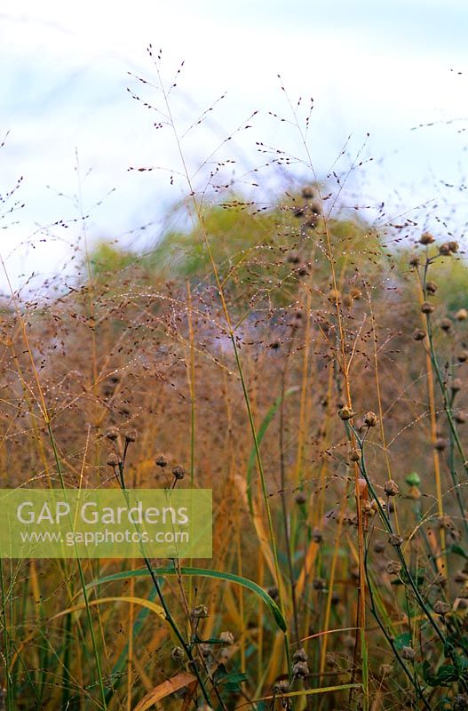 Panicum virgatum and Lavatera seedheads with dew in autumn at Piet Oudolf's garden, Hummelo, The Netherlands