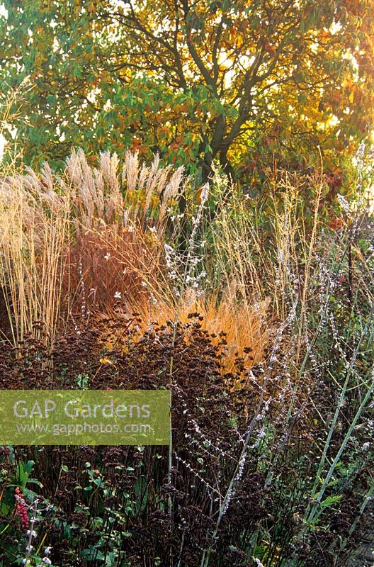 Seedheads and autumn foliage of grasses and perennials including Perovskia, Origanum, Miscanthus sinensis, Molinia and Gaura lindheimeri in Piet Oudolf's garden, Hummelo, The Netherlands