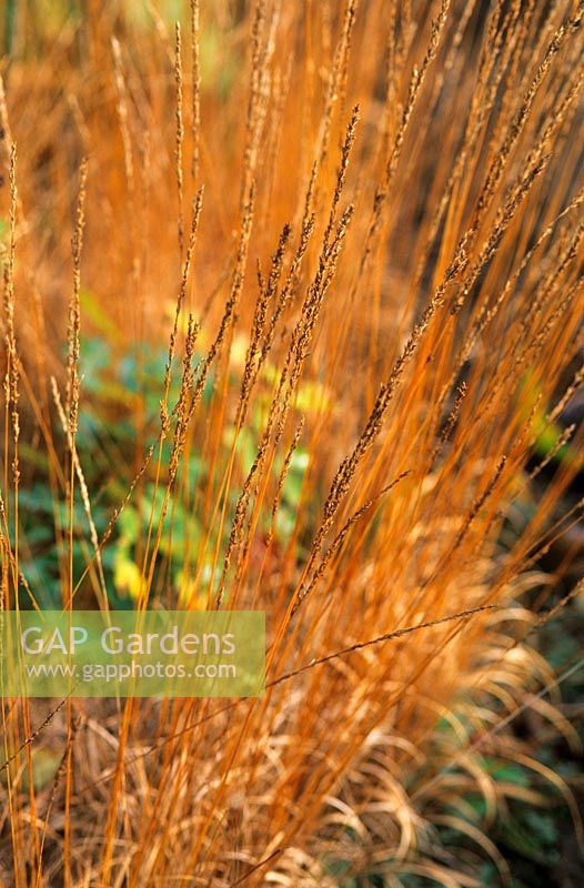 Seedheads of Molinia caerulea 'Overdam' in autumn at Piet Oudolf's garden, Hummelo, The Netherlands