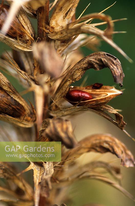 Acanthus spinosus seedheads in autumn at Piet Oudolf's garden, Hummelo, The Netherlands