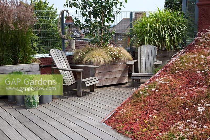 Adirondack chairs with large wooden containers planted with
Betula utilis var. jacquemontii,underplanted with Carex 'Frosty Curls' and
Erigeron karvinskianus, Miscanthus sinensis 'Gracillimus', Calamagrostis x
acutiflora 'Karl Foerster'.Sedum roof and pots of herbs with old watering
can - Roof Terrace Garden