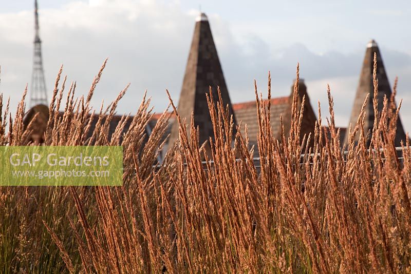 Calamagrostis x acutiflora 'Karl Foerster' lit by late sunlight frames view of the Swedenborgian church and Radio Mast - Roof Terrace Garden