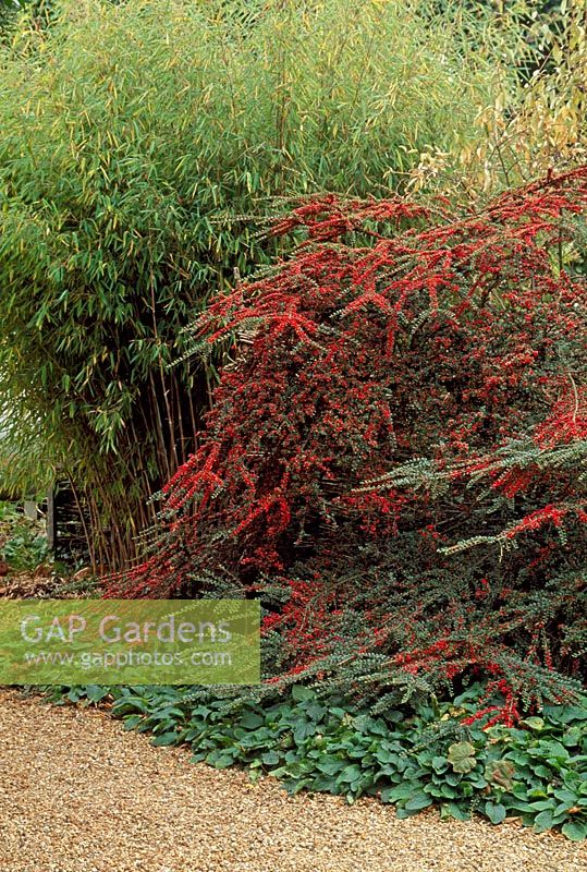 Shady corner with Cotoneaster horizontalis, Fargesia nitida and Symphytum edging