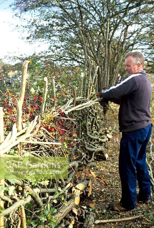 Hedge laying