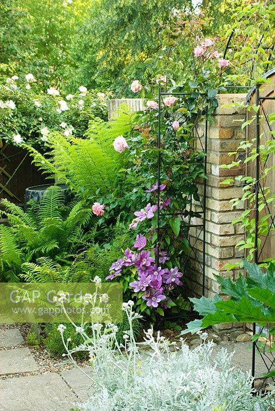 Rosa 'Compassion' trained over arch by beside garden gate. Large flowered Clematis, Ferns and Cineraria maritima in foreground- New Square, Cambridge
