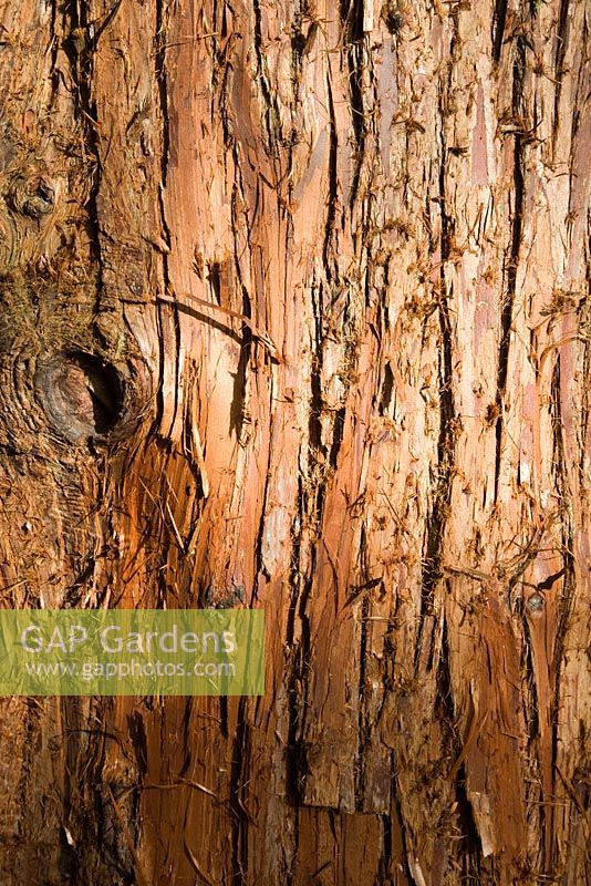 Chamaecyparis 'Squarrosa Boulevard' - False Cypress bark at Mount Ephraim garden in Kent, October 
