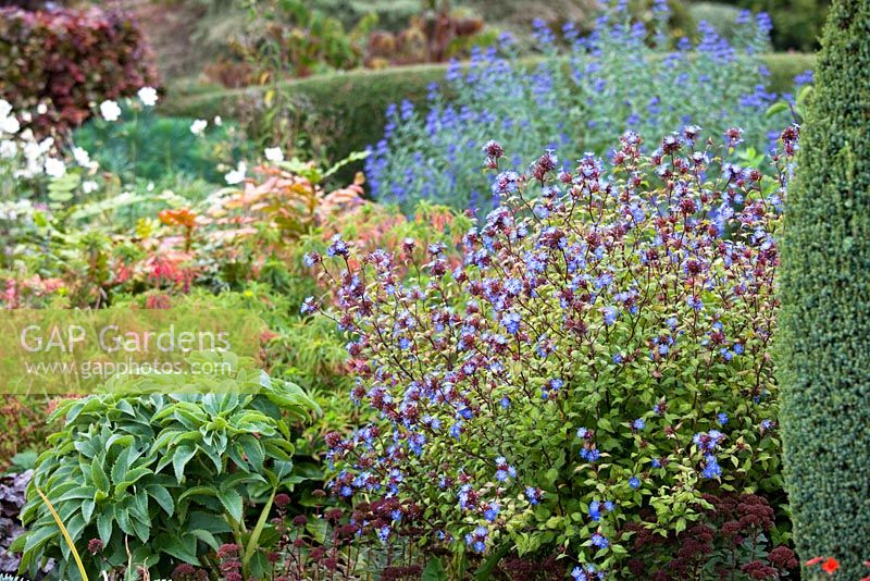 Ceratostigma willmottianum in border at Eastgrove Cottage, Worcestershire