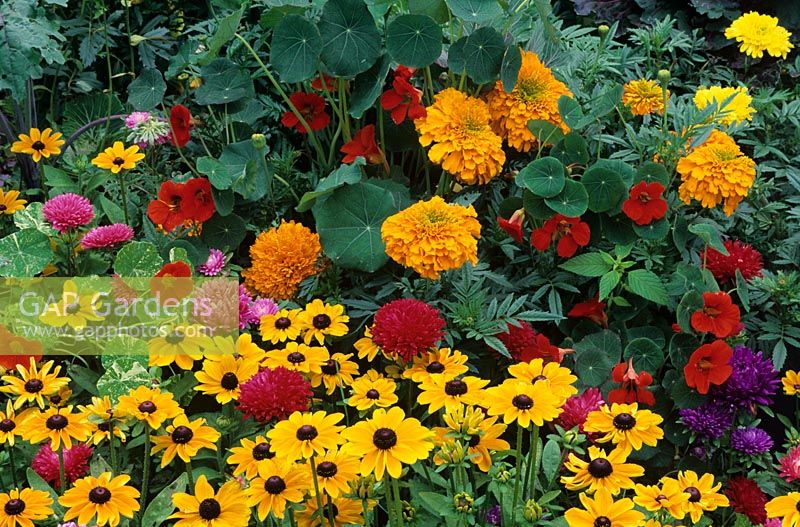 Bright and breezy annuals in a border planted for late summer and autumn colour. Rudbeckia hirta 'Toto' with Aster 'Milady Mixed', Tagetes 'Inca' Series - African marigolds and Tropaeolum- Nasturtiums.