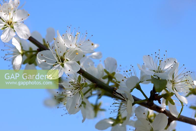 Prunus insititia 'Farleigh' -  Damson blossom