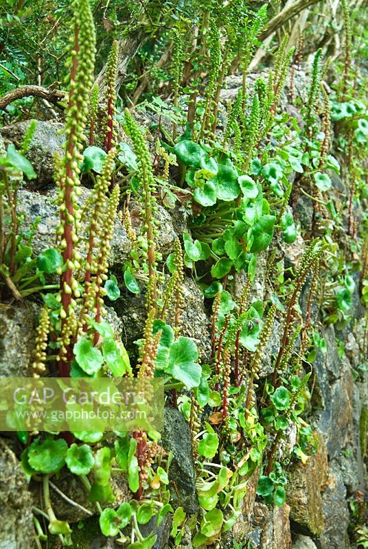 Stone wall colonised by Omphalodes - Navelwort, Umbilicus rupestris in May. Trewidden, Buryas Bridge, Penzance, Cornwall, UK