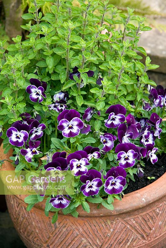 Violas growing in a clay pot with Origano