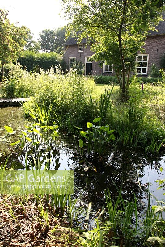 Pond with Pontederia cordata and Malus sylvestric in the background De Keltenhof nursery Perennials in Holland